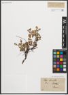 Foto von Salix reticulata L.